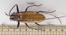 F47666. Unmounted insect: Batocera sp. Central Vietnam.