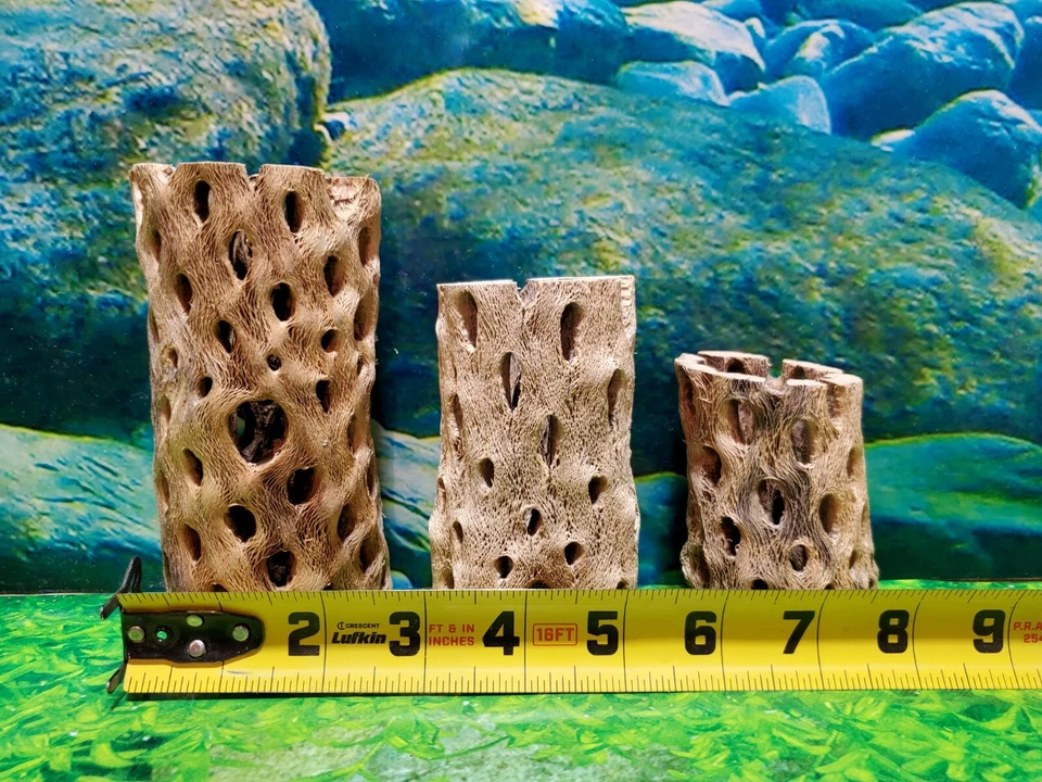 3 pcs strong TEDDY BEAR CHOLLA Wood | Air Plant | Aquarium Terrarium Cave Tunnel - Image 3 of 4
