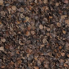 Organic Buckwheat Hull Filling for DIY Crafts & Therapeutic Pillows - BEAN (5lb)