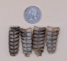 Group of 4 Nice Western Diamondback Rattlesnake Rattle #12-139