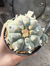 9.5CM LW Multi-Head RareSucculent Plant Cactus Garden Decor Boutique WYSIWYG W16