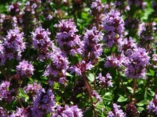 Serpol Thyme - Thymus serpyllum - 1000 seeds