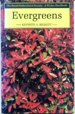 Evergreens (Wisley) By Kenneth A. Beckett