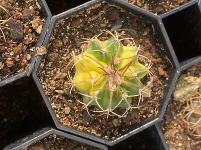 RareSucculent Plant Discocactus ferricola variegated seedgrowth 3-4CM random