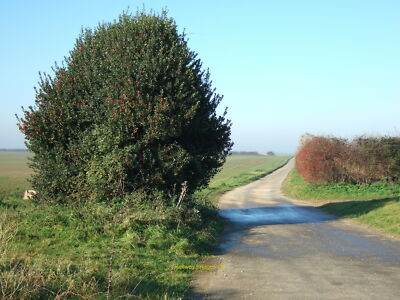 Foto 12x8 (A4) Holly Bush at Dunton Patch Norfolk c2010