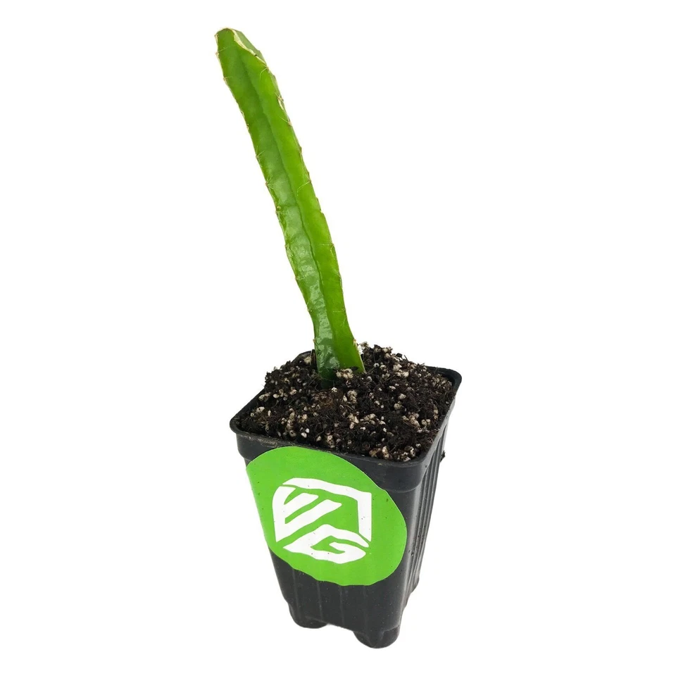 Fruta del dragón bebé de Edgar - Hylocereus undatus - Planta viva Foto 2 de 4