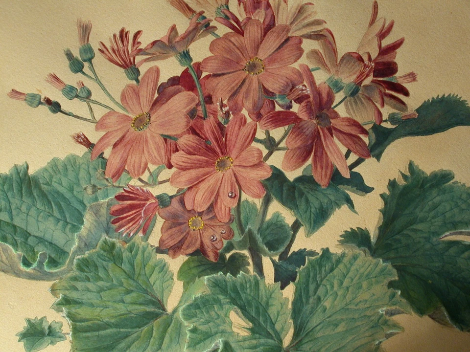 Carlos von RIEFEL (1903-1993) Rosa Zinerarie Blumen. - Bild 4 von 4