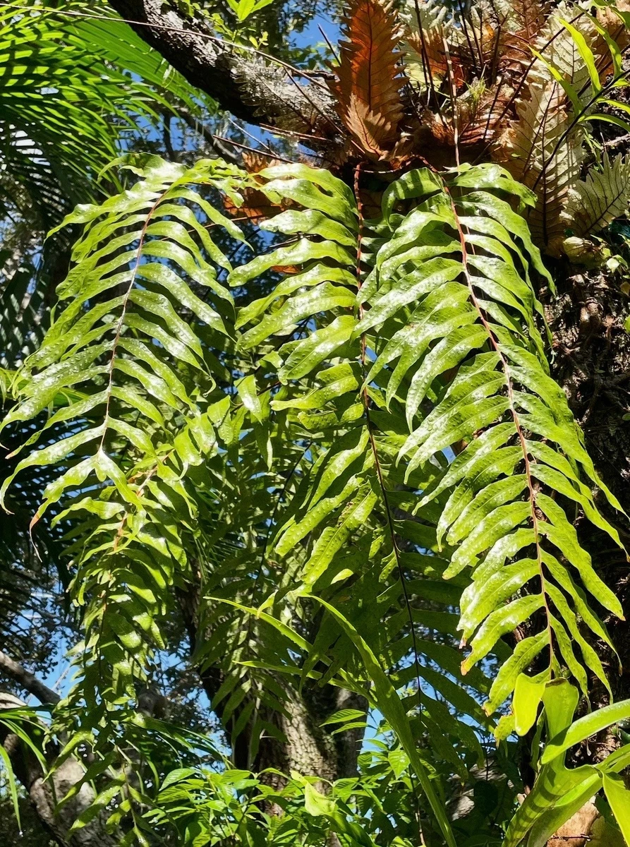 Platycerium【Group-WV】タグ付き Platycerium Garden Ferns for sale - eBay