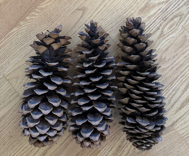 Enormous sugar? pine cones, lot of 3 vintage, the shortest is 11" tall