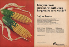 1969 2pg Print Ad of Asgrow Hybrid Corn Seed can you cross cucumbers with corn