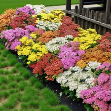 Achillea Yarrow Bare Roots - Summer Flowering Pollinator Friendly Garden Shrubs