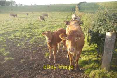 Foto 6x4 Rinder bei Cowie Höherer Boden erhebt sich aus dem Karse hinter mir. c2018