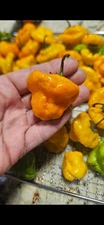 Scotch Bonnet Pepper Seeds (20) / RARE / ORGANIC / FLORIDA GROWN / Spicy HOT
