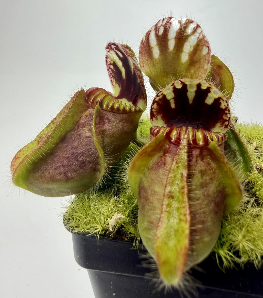 Cephalotus アルビ Pitcher Plant Cephalotus Carnivorous Plants for sale | eBay