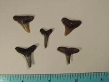 5 Fossil Shark Teeth Lemon, Bull, Sand Tiger, found at Virginia Beach Virginia