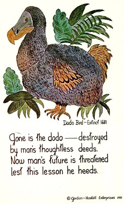 Dodo Bird, Extinct 1681, Ad for Dodo Book, Drawing by Betty Haskell --POSTCARD
