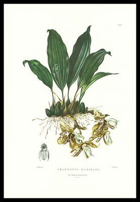 1973 Bateman Orchid Print ''Stanhopea Martiana'' (von Martius Stanhopea)