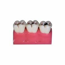 Redland Dental Demonstration Teeth Educational Model And Sales - FDA