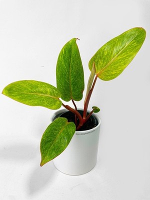 Philodendron Erubescens Painted Lady