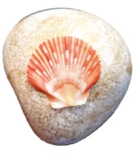 Hand Painted Gold Sparkle Natural seashell rock 3"