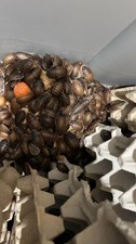 100 qty dubia roaches large