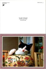 Cute Kitten Cat Note Card Lot 8 Hallmark Style Blank Greeting Cards
