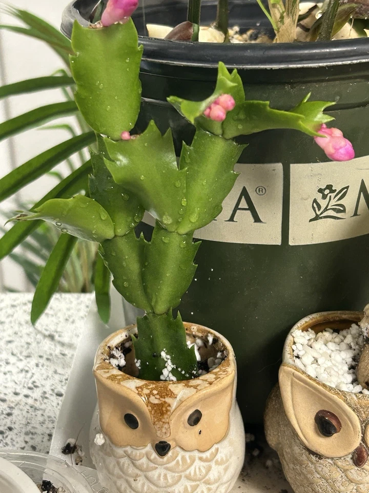 Magenta Acción de Gracias/Navidad Vacaciones Cactus enraizado 2.5" en ciernes Foto 2 de 3