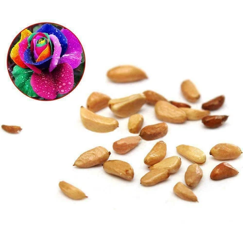 Rainbow Rose Seeds Flowers Colorful Perennial Flower Garden 100Pcs Seeds - Picture 8 of 9