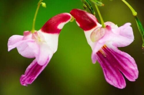 Rosa Papageien-Orchideenblüten-Samen, seltene, hochwertige Gartenblumen der... - Bild 1 von 13