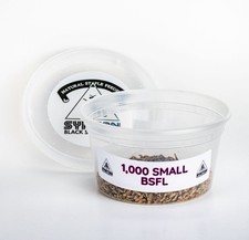 Live Feeders - Black Soldier Fly Larvae Small 