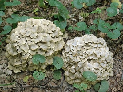 Polyporus umbellatus Regenschirm Polyporen Trockenkorn Myzel Weltweiter Versand 233