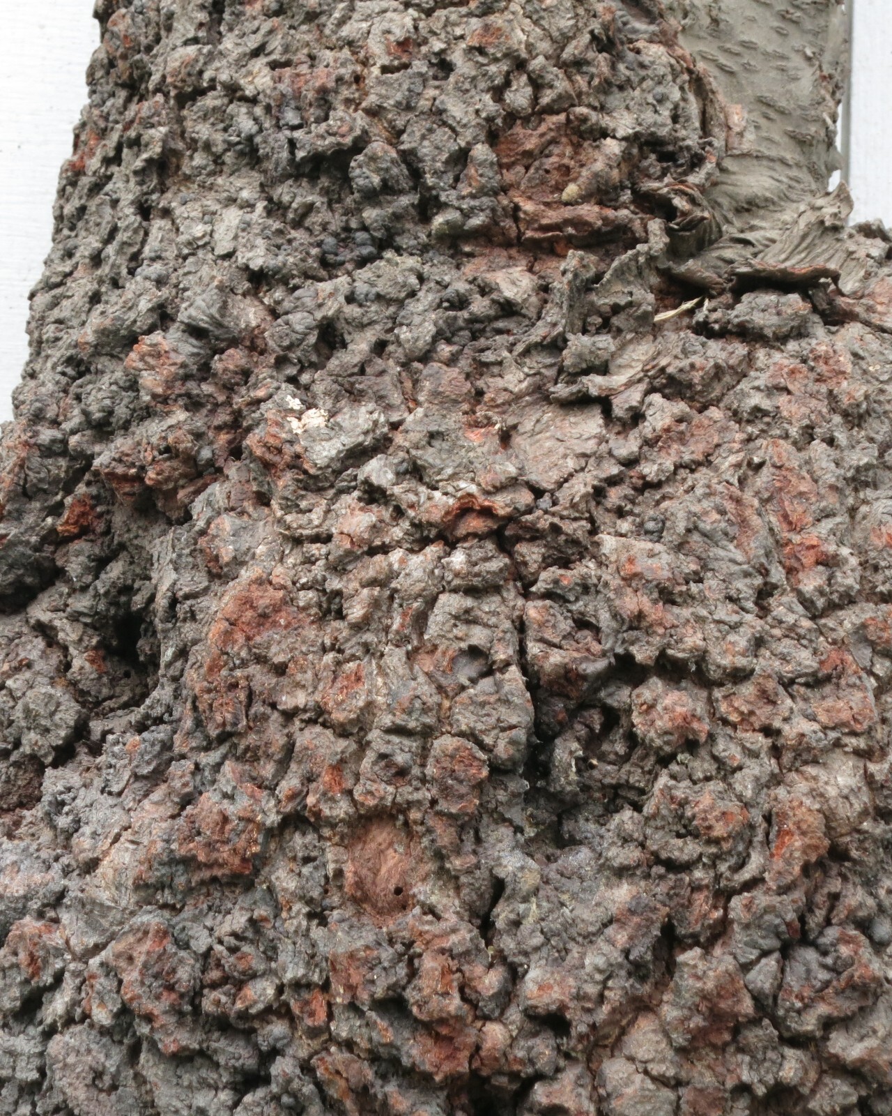 Black Birch Burl Tree Cutting HR 24/7