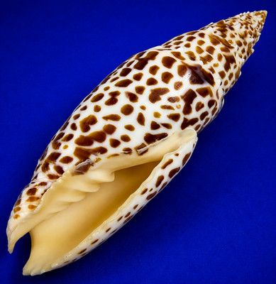 Mitra papalis 122mm PAPAL MITER Shell Philippines w/data label LARGE
