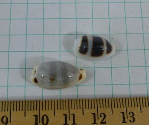 Two cowries, Cypraea quadrimaculata 20mm and asselus 15.5mm