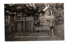 NH - PITTSBURGH NEW HAMPSHIRE RPPC Postcard BALDWIN'S GENERAL STORE BUCK DEER