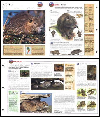 Fold-Out Sheet - Coypu - 214