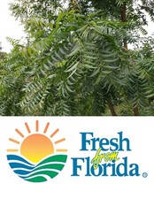 Fresh Neem Leaves  Organic  Harvested fresh and shipped same day