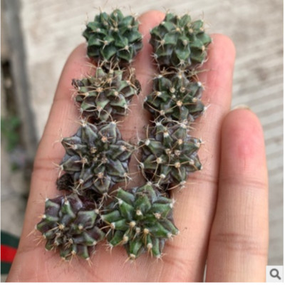10pcs cactus Succulent potted plants Garden flowering Plants 1cm