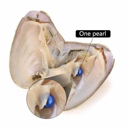 New Akoya Oysters Natural Real Pearl Freshwater Pearl Gfit 7-8mm Vacuum Pack 50x - Picture 9 of 14