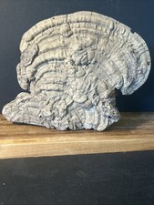 Natural Tree Mushroom Large Tree Fungus Dried Conk Fungus Decor