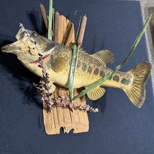 21+” Real Fish Taxidermy Wall Mount Display Driftwood Cabin Decor