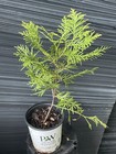 Polar Gold  Arborvitae — photo 1