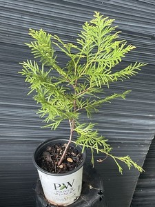 Polar Gold  Arborvitae