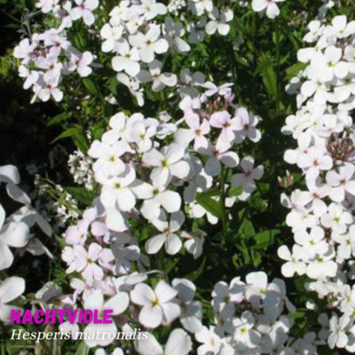 500 SAMEN Gemeine Nachtviole WEIß - Hesperis matronalis SWEET ROCKET Gilliflower