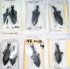 Carabidae Damaster blaptoides (various ssp) 30-40mm A1-/A-/A2 from JAPAN - #1013