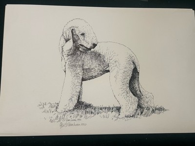Bedlington Terrier Print by Martha Van Loan 11 x17 signed and number