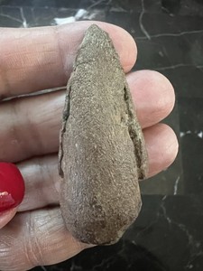 Thescelosaurus  Toe Claw-dinosaur fossil