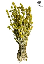 Premium Greek Mountain Τea Sideritis Scardica 220g - 1.95Kg | Harvest June 2025