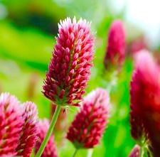 Wild Italian Crimson Red Clover - 1000x Seed - Flowering