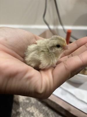 20+ Mixed Bobwhite Hatching Eggs